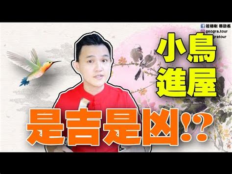 家中 飛 來 鳥|【家裡出現鳥】家裡鳥進來有什麼好兆頭？自來鳥寓意大公開！